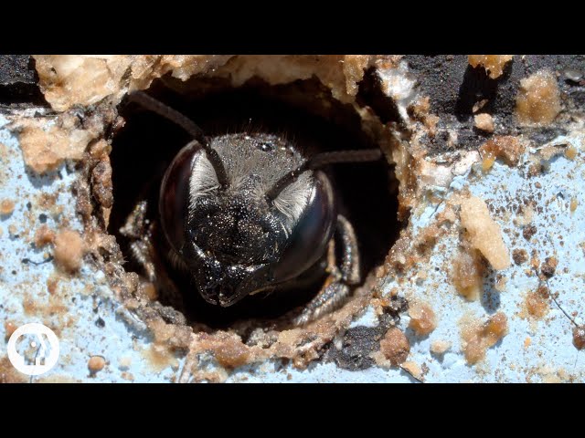 This Bee Gets Punched by Flowers for Your Ice Cream | Deep Look