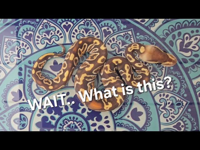 Which Sire Proved Out? Dual Sired Clutch Update 7