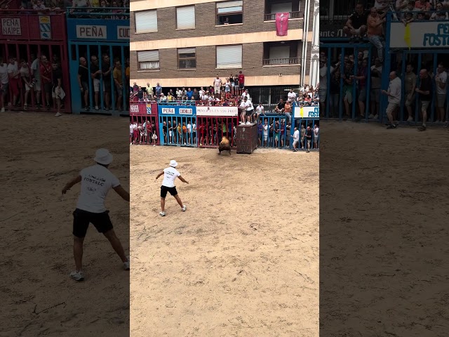 ¡Toro cerril de Sergio Centelles en Alcora! (¡Espectacular!) #alcora #bull #toros