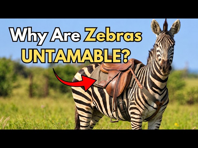 The Reason Why We CANNOT Domesticate ZEBRAS?