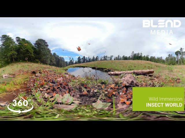 Wild Immersion: Insect World - Teaser