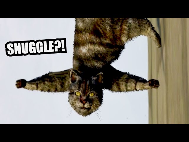 Cat Trolling (w/ Tapperson)