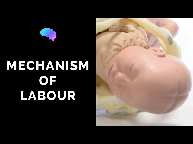Mechanism of Labour & Fetal Positions - OSCE Guide | UKMLA | CPSA | PLAB 2