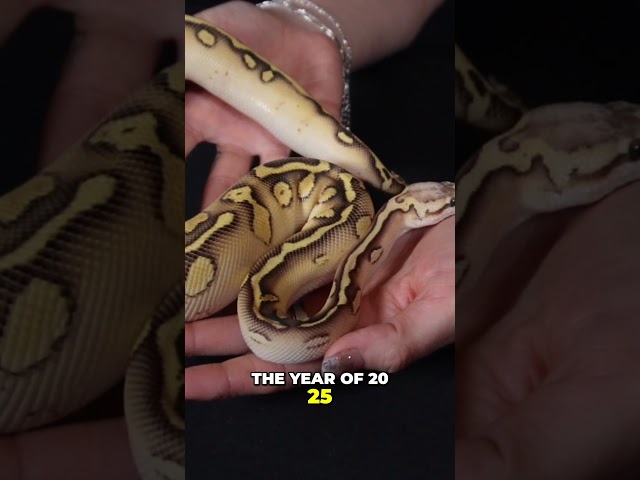 Ball Python Genes  The Next BIG Thing in Reptile Trends!