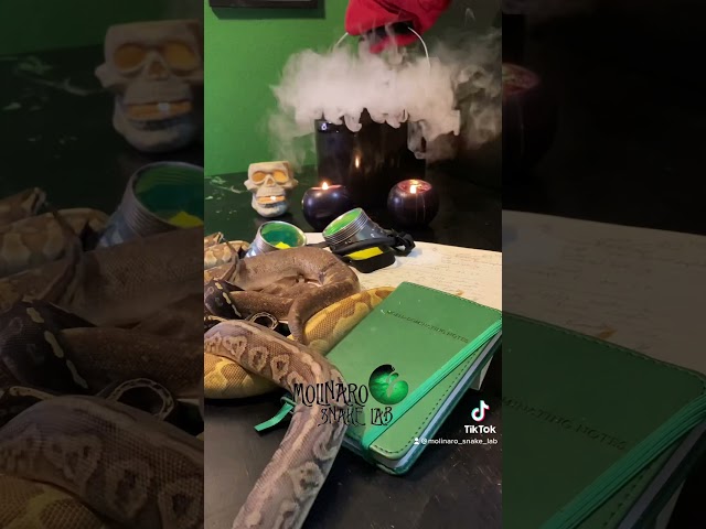 🐍 Line Breeding 🧪 #snakebreeding #snake #ballpythonbreeding #inbreedingsnakes #linebreedingsnakes