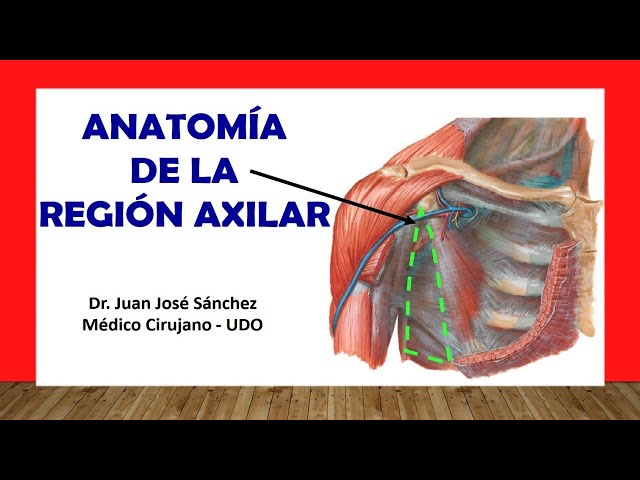 🥇 AXILLARY REGION - (Axillary Fossa), Anatomy. Easy and Simple