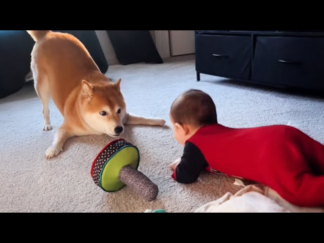 When Your Kids Are Schooled by a Dog 🐶👶Cutest Baby and Dog Moments