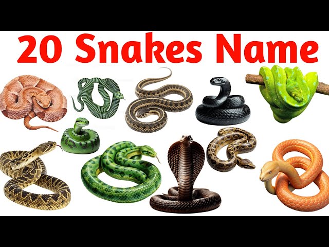 Snake Names for Kids | Learn 20 Types of Snakes in English | Preschool & Toddler Learning Video