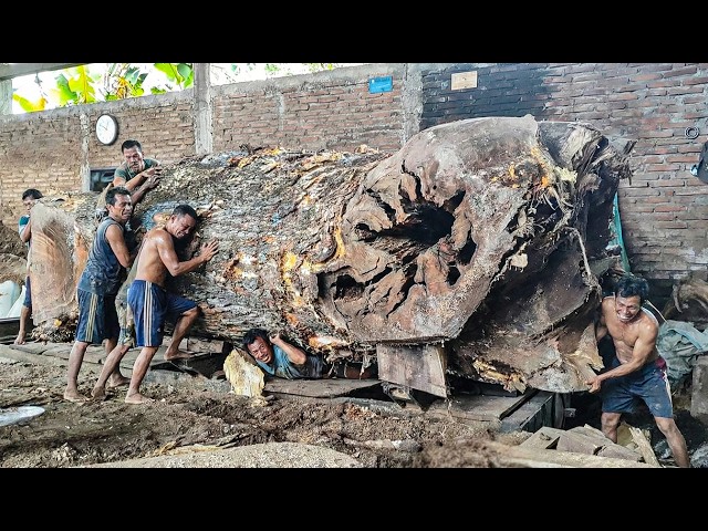 THIS LOG IS WORTH A FORTUNE! A 16.4-Foot Rain Tree Enters the Sawmill