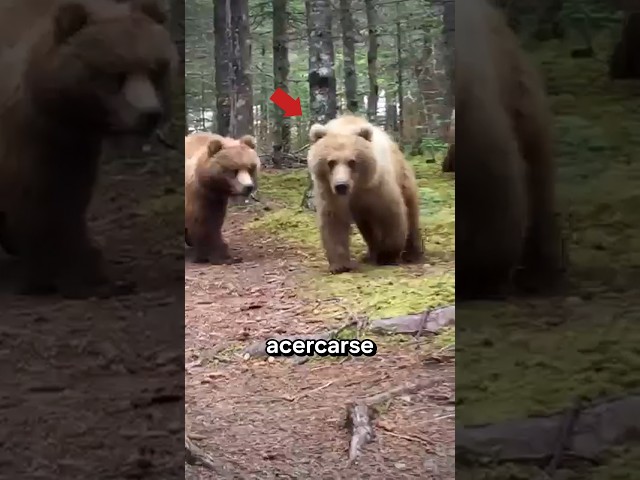 Encuentro con un OSO GRIZZLY #historias #curiosidades #épico #viral