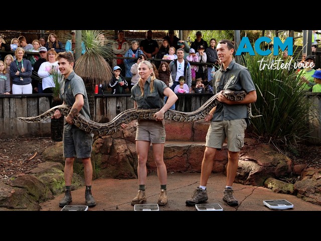 'Capable of eating someone': Aussie reptile park weigh their largest snakes