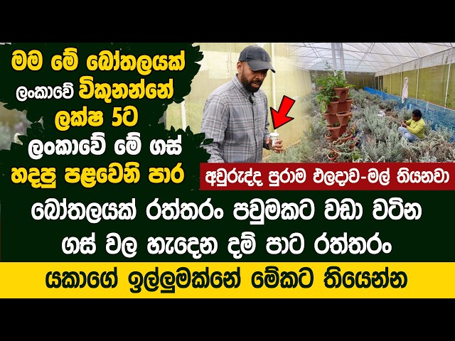 ලීටරයක් පවුමකට වඩා වටිනා ලංකාවේ ගස් වල හැදෙන දම් පාට රත්තරං - Green Apron Farm |  Lavender