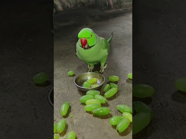 amazing talking parrot 🦜 mithu 🍏💚🦜 #parrot #talkingparot #petbird #nonstoptalkingparrot #shortvideo