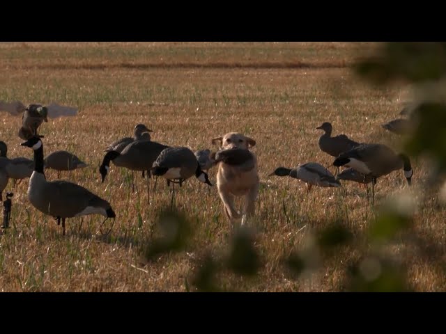 In The Field With Eider | Saskatchewan Waterfowl