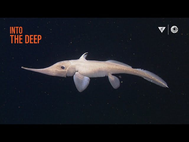 10 minutes of fascinating deep-sea animals | Into The Deep