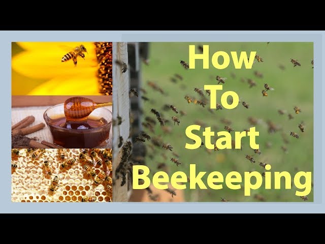 Beekeeping How To Start Beekeeping In 2026