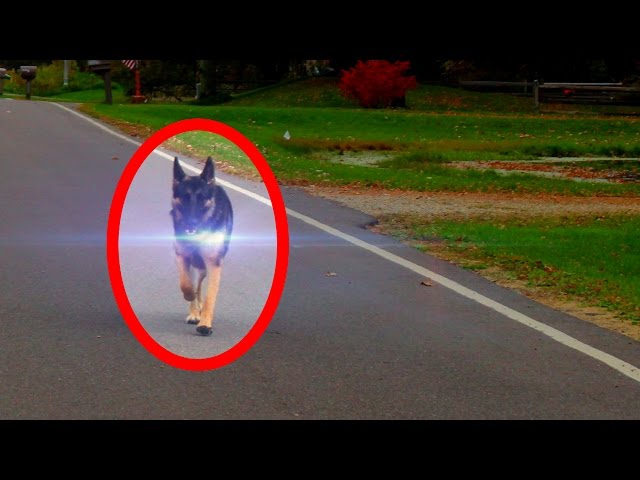 5 Animal Teleportations Caught on Tape