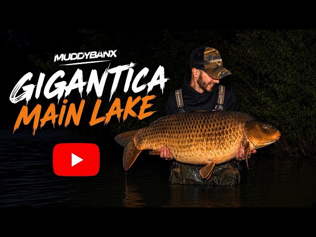 Gigantica Main Lake, Big Carp