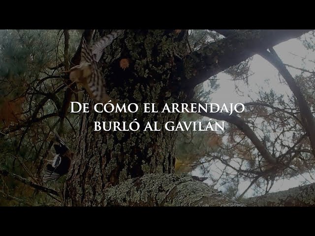 De cómo el arrendajo burló al gavilán.