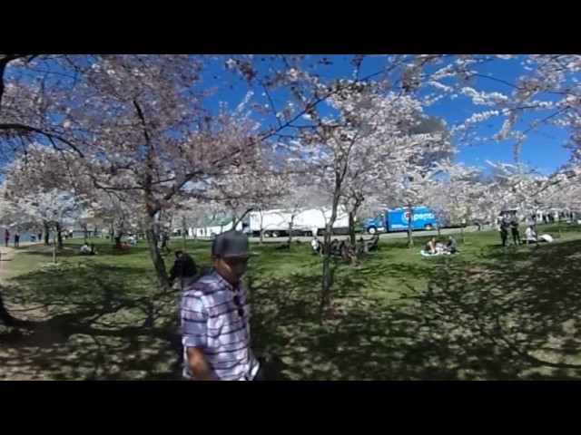 Cherry Blossoms in 360!