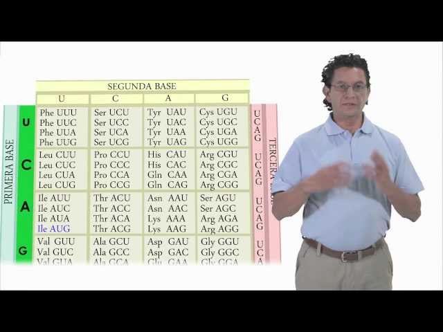DNA and RNA