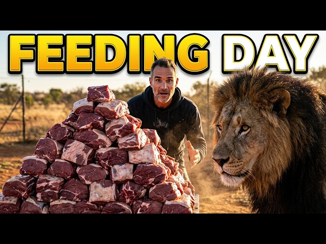 LIONS Get HANGRY on FEEDING DAY! | The Lion Whisperer