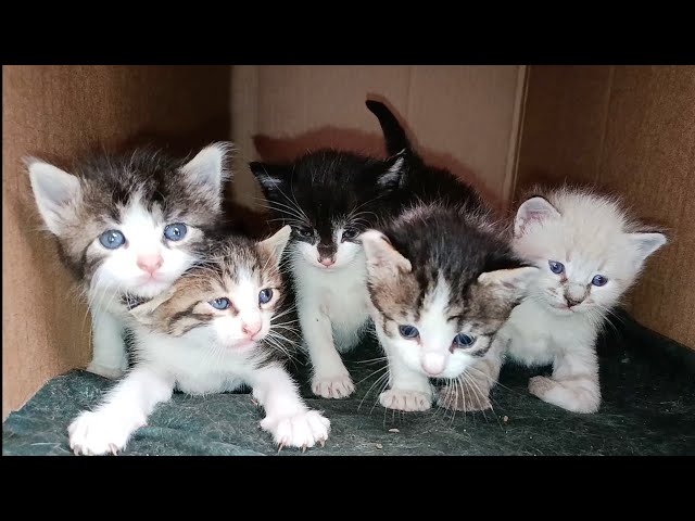 Tiny kittens come out to me from the box to play for a while before I feed their mother
