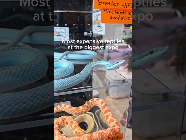 This snake costs $15,000