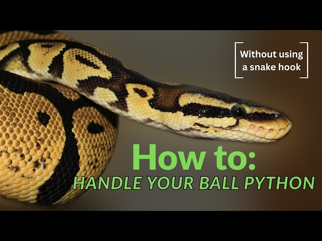 HOW TO HANDLE YOUR BALL PYTHON! (Without using a snake hook)