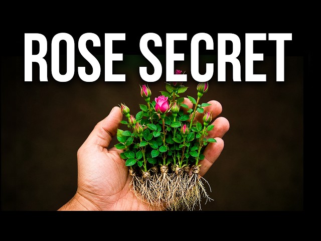 The forgotten life of roses. Hundreds of Flowers Bloom All Year Long.