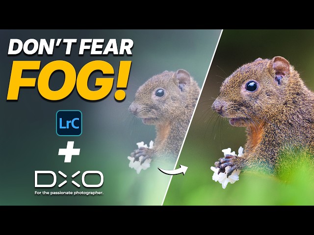Don’t Delete Your Foggy Wildlife Photos — Here’s How to Fix Them
