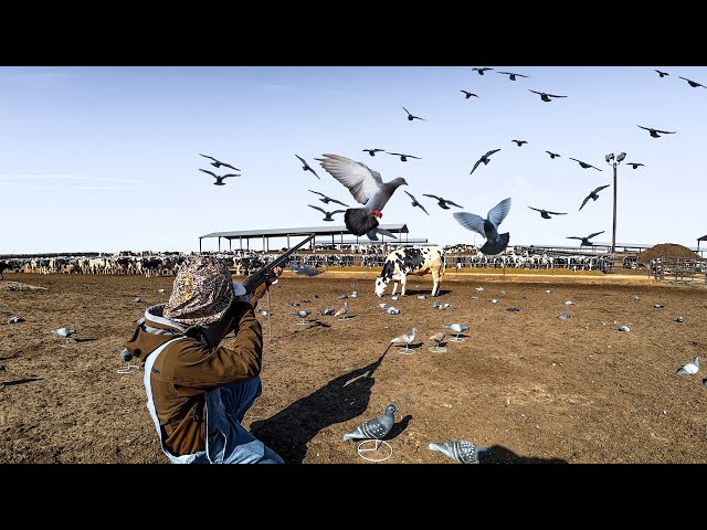 WE GOT A BAND PIGEON HUNTING A DAIRY! 100+ BIRDS