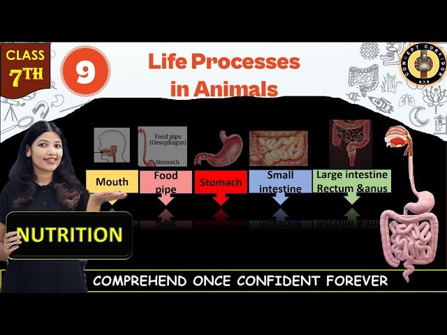 Life Processes in Animals | Nutrition | Class 7 Science Chapter 9 | Science Curiosity