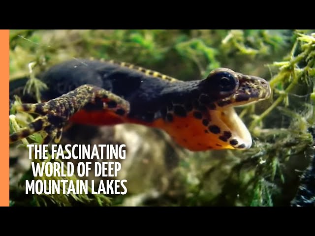 The Fascinating World of Deep Mountain Lakes | Full Documentary
