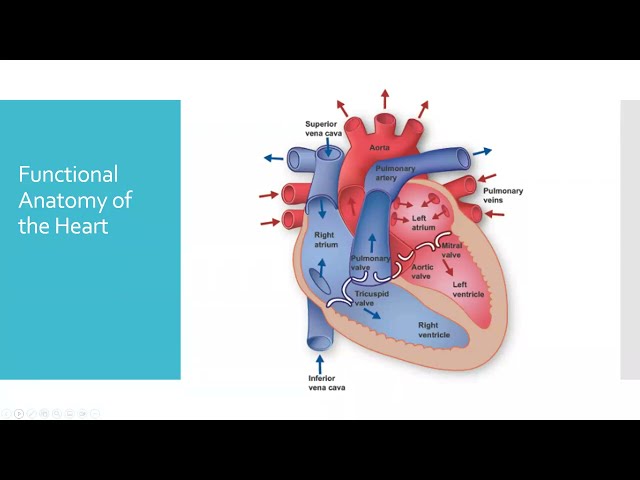 Heuer_ACCS Fundamentals of Hemodynamic Monitoring