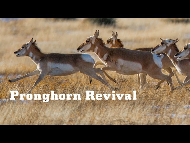 YETI Presents: Pronghorn Revival