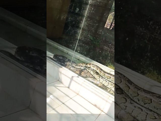 সাপ #@rafin2019 #everyone #viralshorts #viral #snake #foryou #highlights