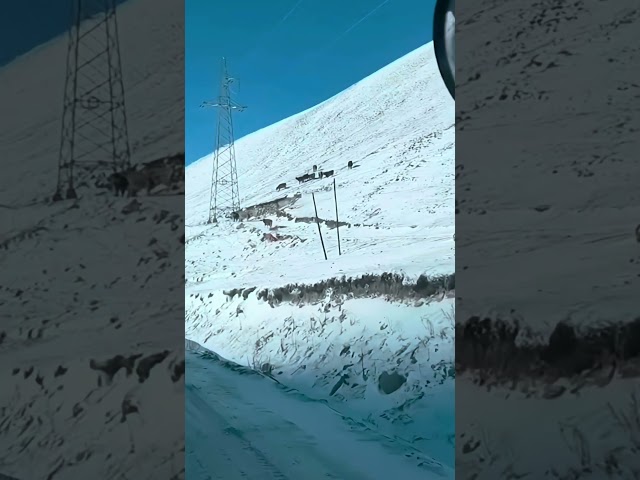 Wolves hunting livestock 🐺 #wildlife