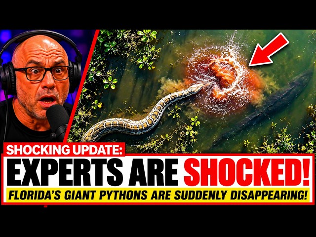 Scientists Finally Found What’s HUNTING Florida’s Giant Pythons— And It’s Terrifying