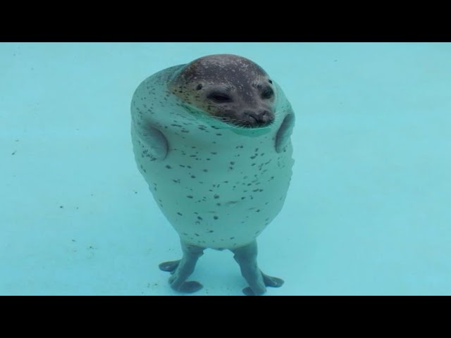 unexplainable seal moments