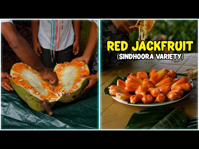 Best RED Jackfruit (Sindhoora) Variety | Jack Anil