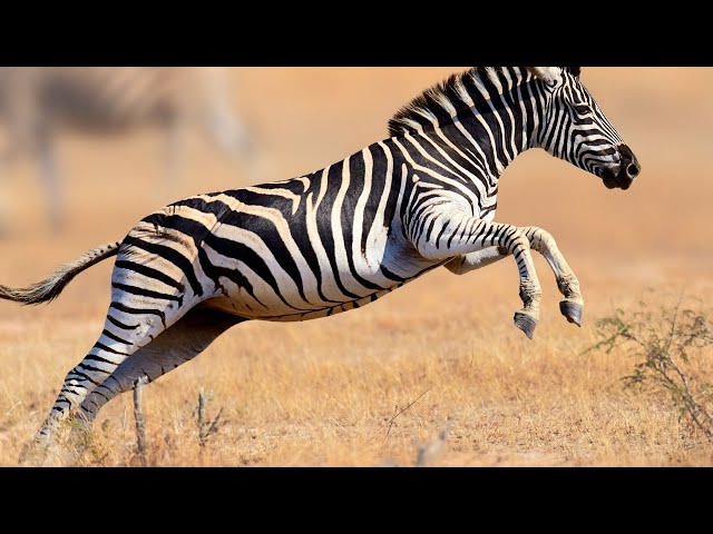 Zebra  Wildlife | The Most Relaxing Music With Ocean | Nature Relaxing | Meditation | Stress Relief