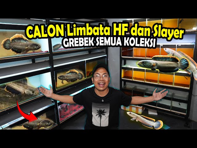 UPDATE!! WHAT CHANNA LIMBATA IS IN THE GALLERY, BOSS QU?
