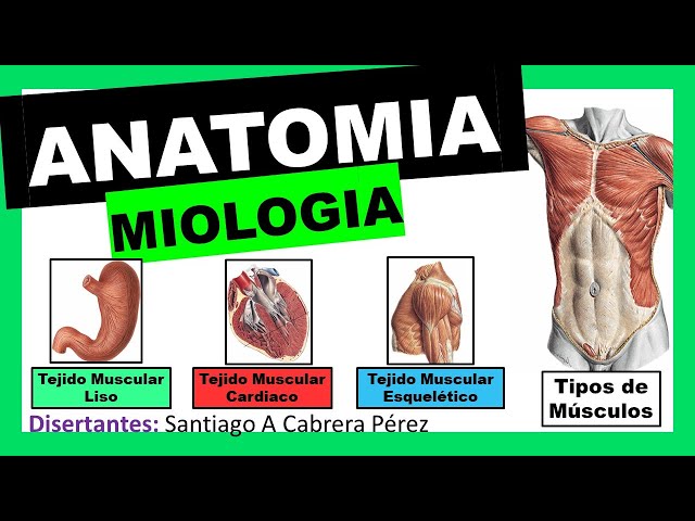 ▌ANATOMY ▌MYOLOGY - (Generalities and Classification) ▌💀