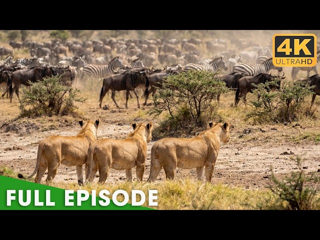 The Strongest Lion Pride (Full Episode) | Savage Kingdom | Nature Animal Documentary