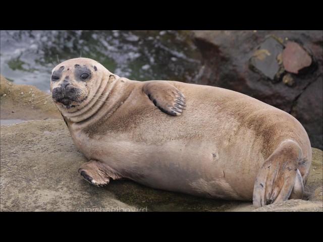 1 Hour of Seals Bouncing and Sleeping