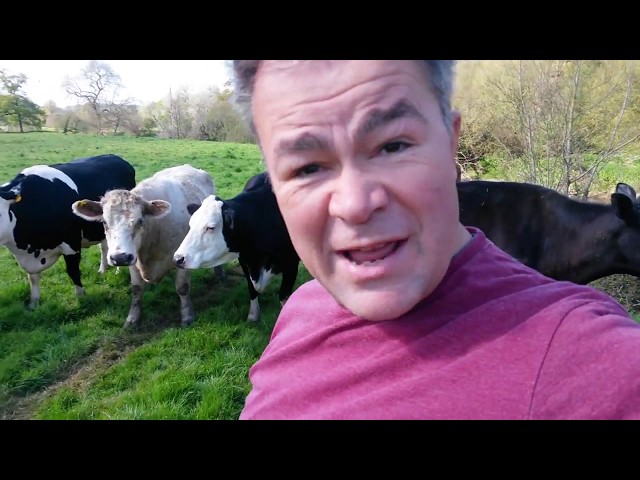 What to do if surrounded by cows with no escape