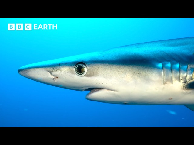 Nature's Incredible Moments Narrated By Sir David Attenborough | BBC Earth | BBC Studios