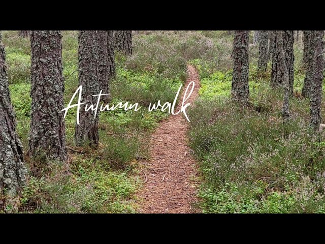 Abernethy Forest Walk | Cairngorms National Park | Autumn Walk