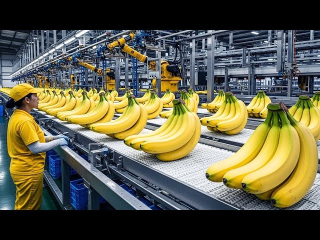 Fábrica de Snacks de Banana: Del Árbol a Chips Crujientes | Proceso Completo